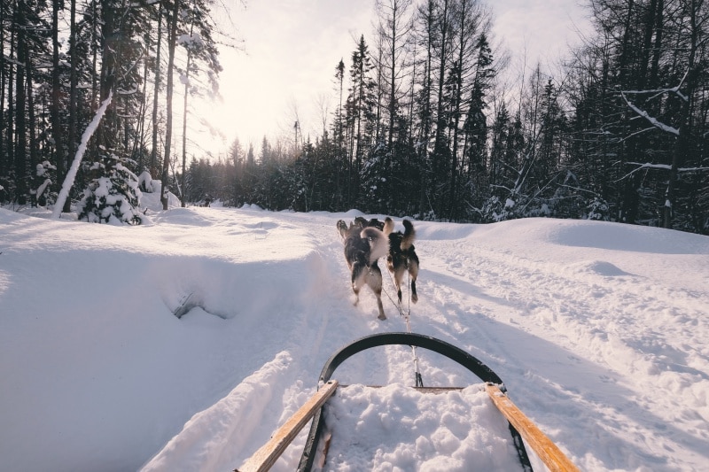 Introduction to driving a sled dog team
