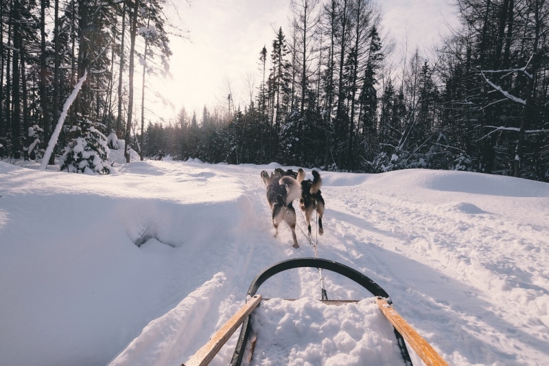 Initiation à la conduite d’attelage de chiens de traineau