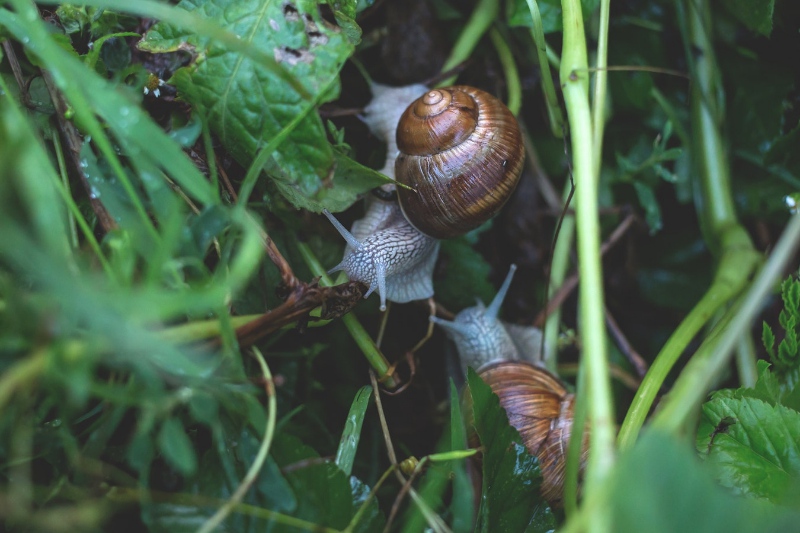 Bezoek aan "L'Escargot de la Maison Blanche" (De Slak van het Witte Huis)